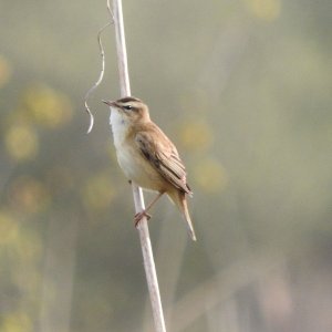 Sedge Warbler