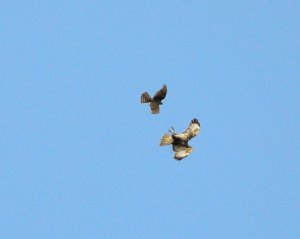 Sparrowhawk harassing a Buzzard