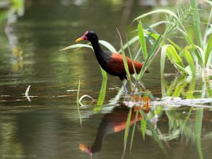 Wattled Jacana