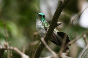 Plain-bellied Emerald