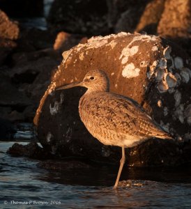 Right at sunset - Willet