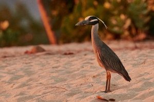 Yellow-crowned Night Heron