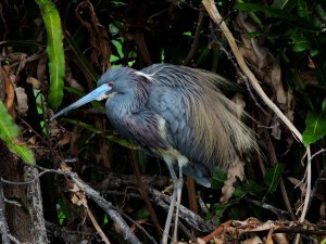 Tri-colored Heron