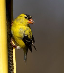 American Goldfinch