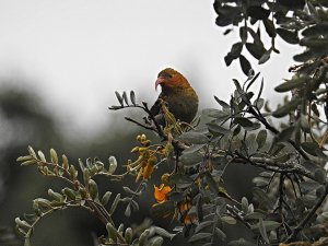 Young 'I'iwi