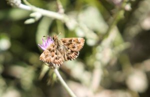 Mallow Skipper, Paphos, Cyprus