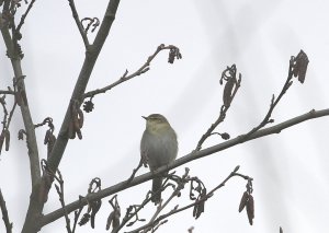 Willow warbler