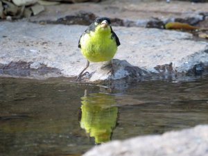 Lesser Goldfinch