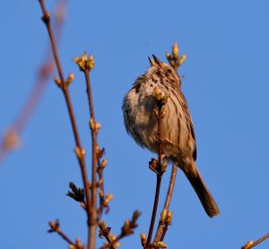 Front yard Song Sparrow