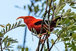 'I'iwi (Drepanis coccinea)