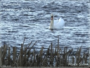 Mute Swan