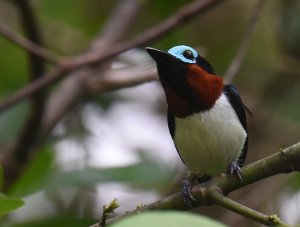 Red-cheeked Wattle-eye