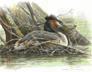 Great crested grebe life study