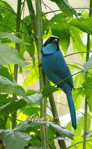 Turquoise Jay