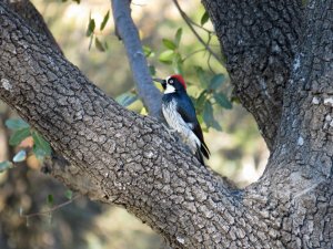 acorn woodpecker