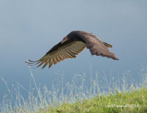 Turkey Vulture - Oripopo