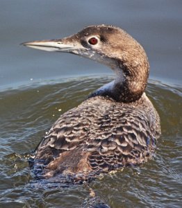 Great Northern Diver