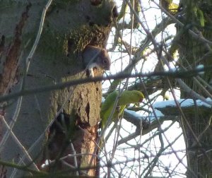 Ring-necked Parakeet and Grey Squirrel