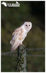 Barn Owl