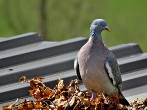 Wood Pigeon