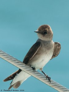 Northern-rough Winged Swallow