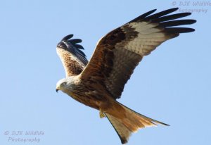 Red Kite