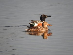 Northern Shoveler