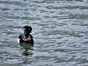 Tufted Duck Male