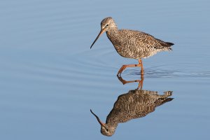 Spotted Redshank