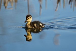 Lone Duckling