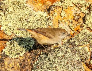 Chestnut-rumped thornbill