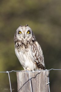 Short-eared Owl