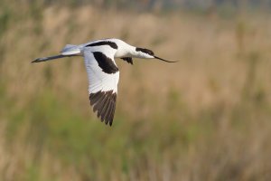 Avocet