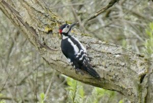 Great Spotted Woodpecker