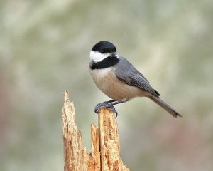 Carolina Chickadee