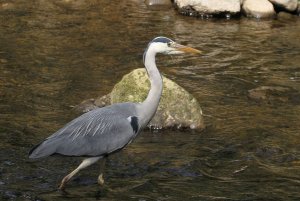 Grey Heron