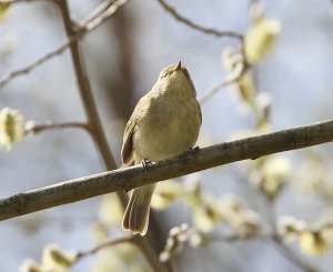 Willow Warbler