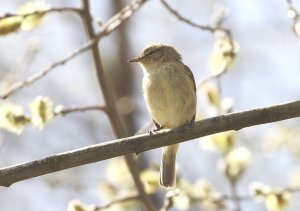 Willow Warbler