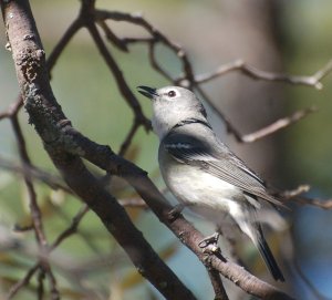 Plumbeous Vireo