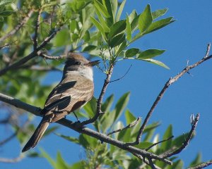 Ash-throated Flycatcher