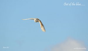 Barn Owl