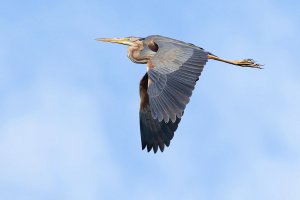 Purple Heron