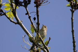 Chiff Chaff