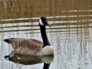 Canada Goose