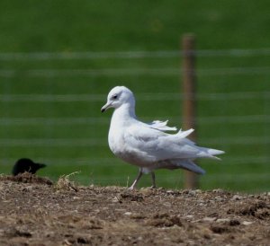 Iceland Gull