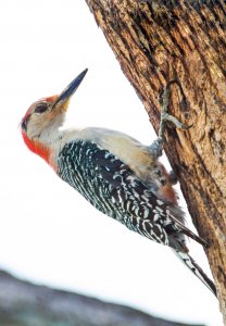 Red Belly Wood Pecker