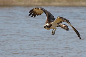 Osprey