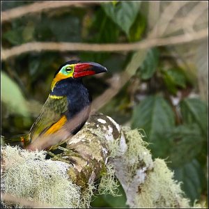 Golden-collared Toucanet (male)