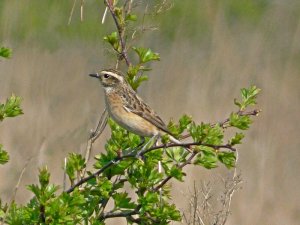 whinchat