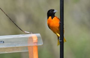 Baltimore Oriole